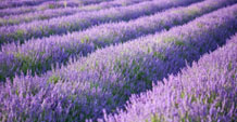 Lavender Xinjiang, China