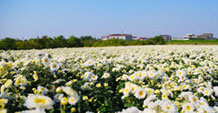 Chrysanthemum  Zhejiang . China