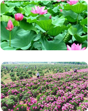 Pingyin rose hawthorn lotus leaf Shandong, China