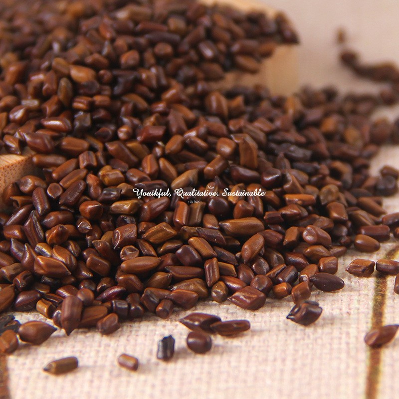 Cassia Seed